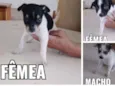 6 filhotinhos