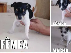 Cachorro raça Indefinida idade Abaixo de 2 meses nome 6 filhotinhos