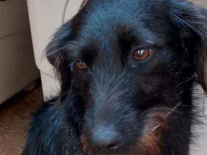 Cachorro raça SRD idade 7 a 11 meses nome Luna