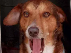 Cachorro raça SRD idade 2 anos nome Doguinho