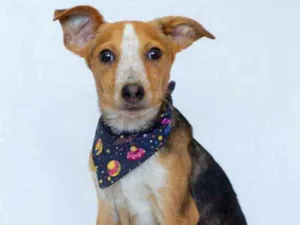 Cachorro raça SRD idade 2 a 6 meses nome Marfi