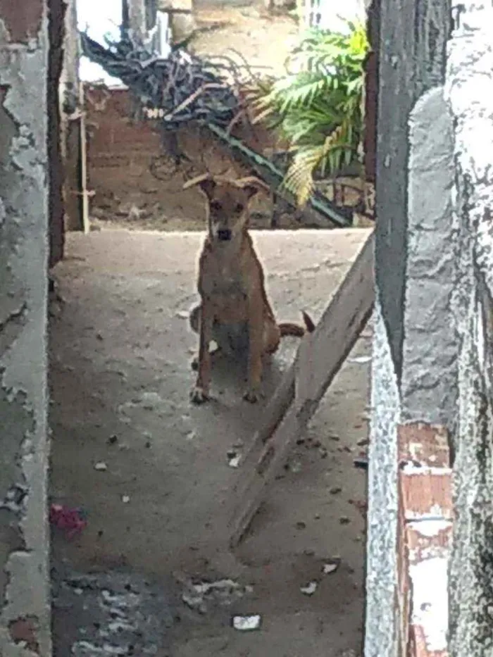 Cachorro ra a Amarela idade 7 a 11 meses nome Cachorro