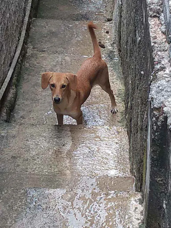 Cachorro ra a Amarela idade 7 a 11 meses nome Cachorro