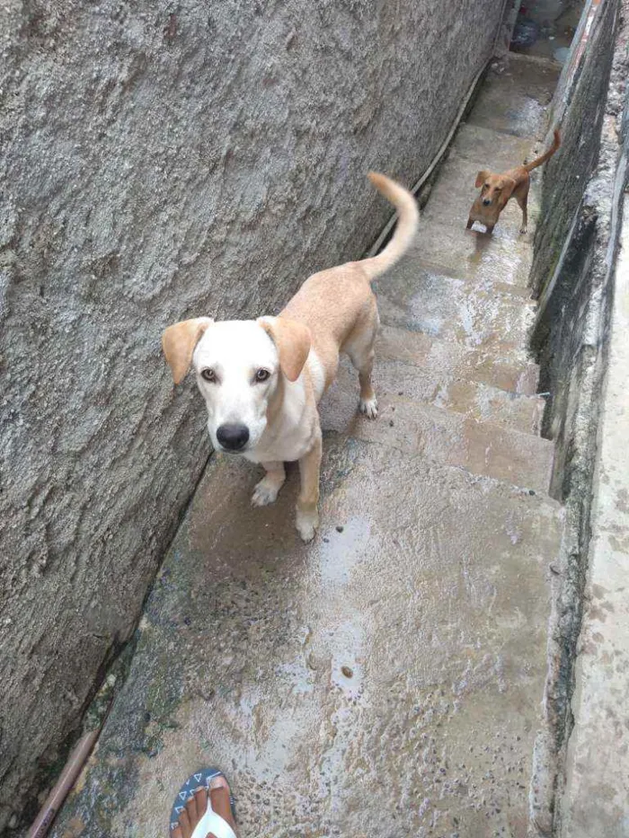 Cachorro ra a Amarela idade 7 a 11 meses nome Cachorro