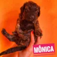 Monica