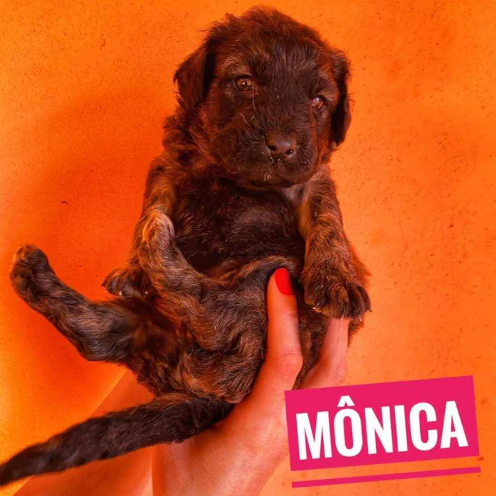 Cachorro ra a Srd idade Abaixo de 2 meses nome Monica