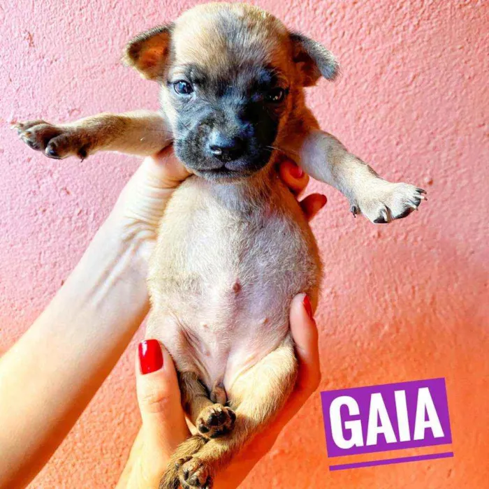 Cachorro ra a Srd idade Abaixo de 2 meses nome Monica