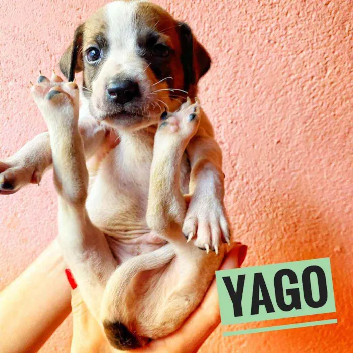 Cachorro ra a Srd idade Abaixo de 2 meses nome Monica