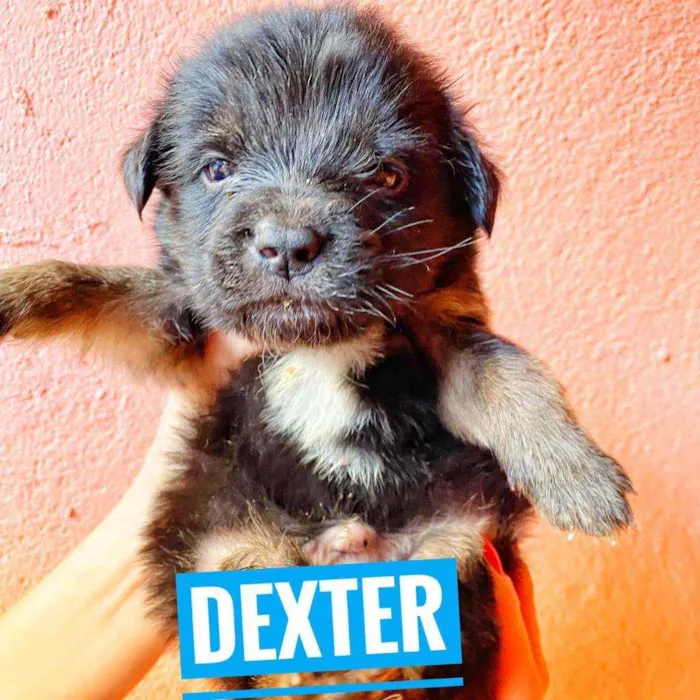 Cachorro ra a Srd idade Abaixo de 2 meses nome Monica