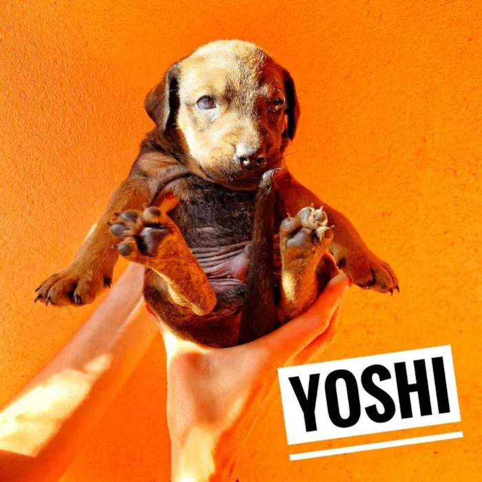 Cachorro ra a Srd idade Abaixo de 2 meses nome Monica