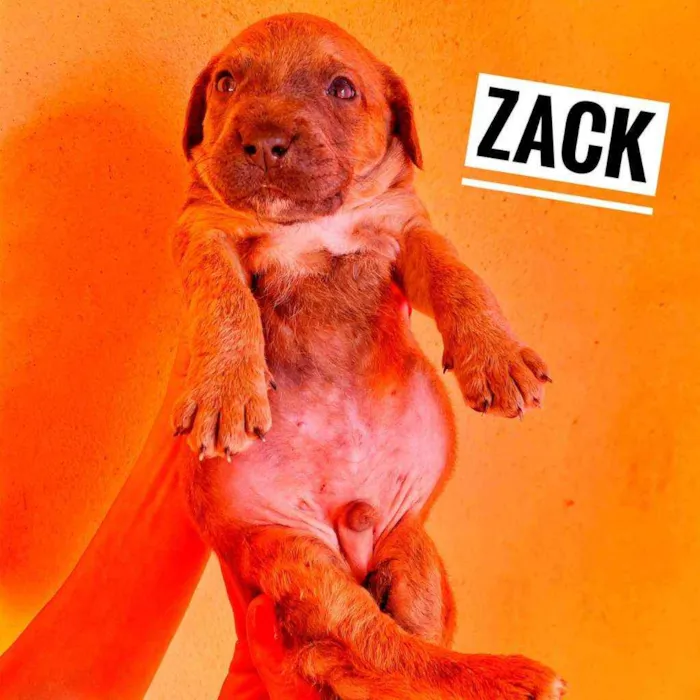 Cachorro ra a Srd idade Abaixo de 2 meses nome Monica