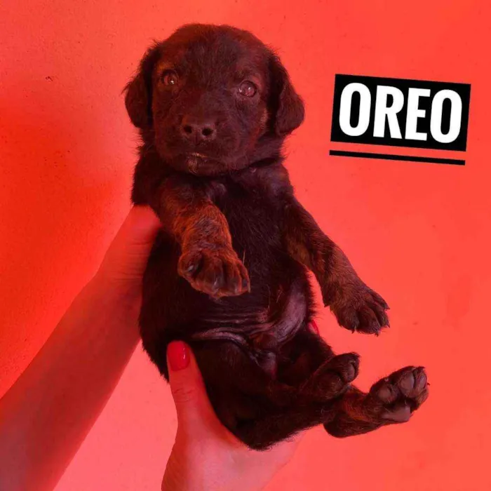 Cachorro ra a Srd idade Abaixo de 2 meses nome Monica