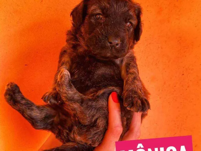 Cachorro ra a Srd idade Abaixo de 2 meses nome Monica