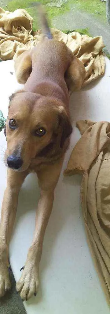 Cachorro ra a Mestiço idade 2 anos nome Caio