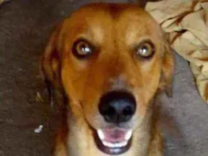 Cachorro raça Mestiço idade 2 anos nome Caio