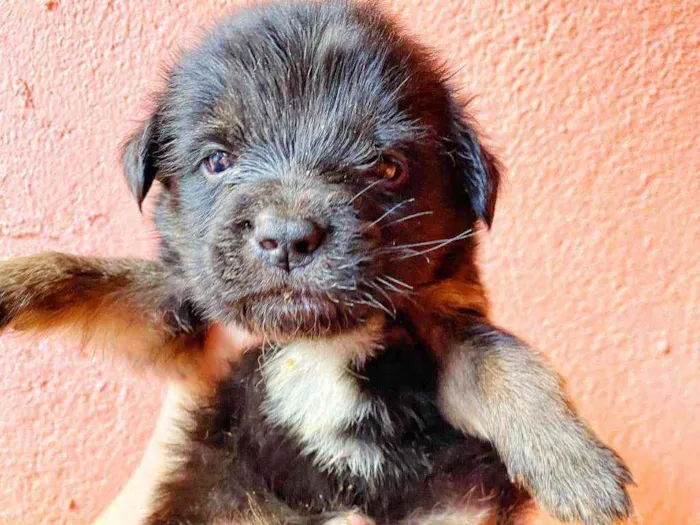 Cachorro ra a Srd idade Abaixo de 2 meses nome Monica