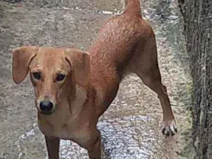 Cachorro raça Amarela idade 7 a 11 meses nome Cachorro