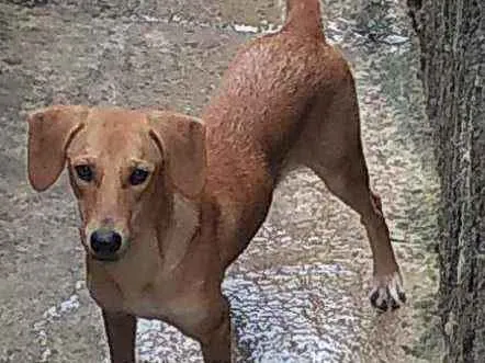 Cachorro ra a Amarela idade 7 a 11 meses nome Cachorro