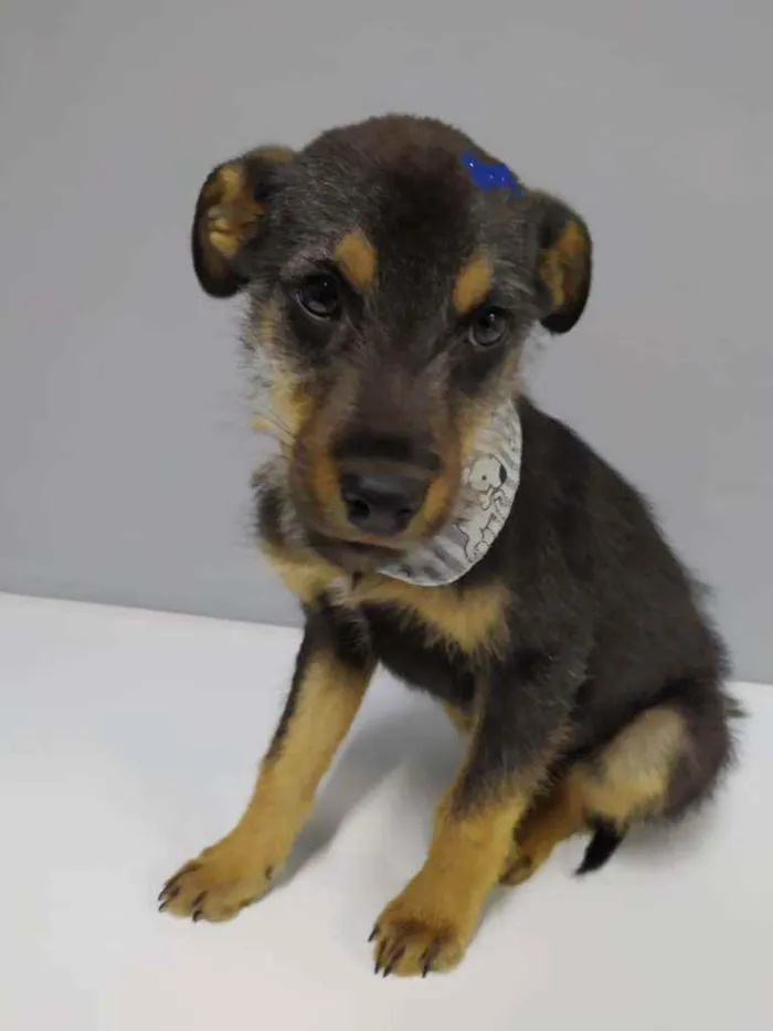 Cachorro raça SRD idade 2 a 6 meses nome Zulu