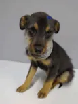 Zulu