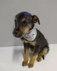 Zulu