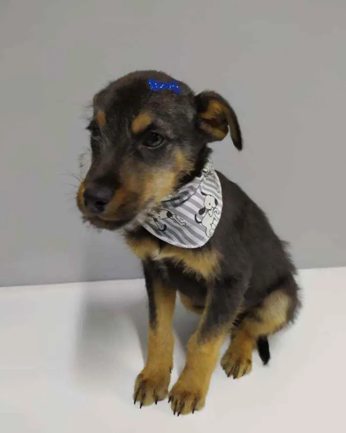 Cachorro raça SRD idade 2 a 6 meses nome Zulu