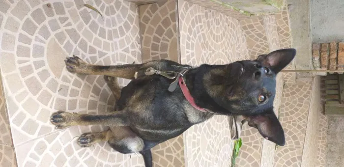 Cachorro ra a SRD-ViraLata idade 7 a 11 meses nome Lysa