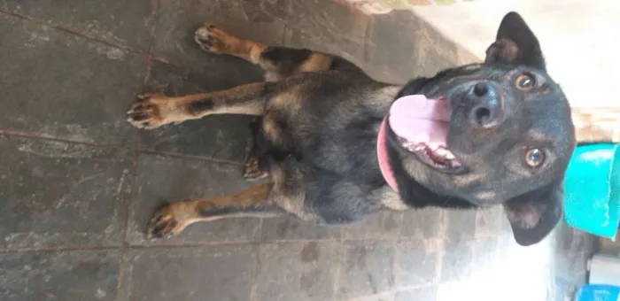 Cachorro ra a SRD-ViraLata idade 7 a 11 meses nome Lysa