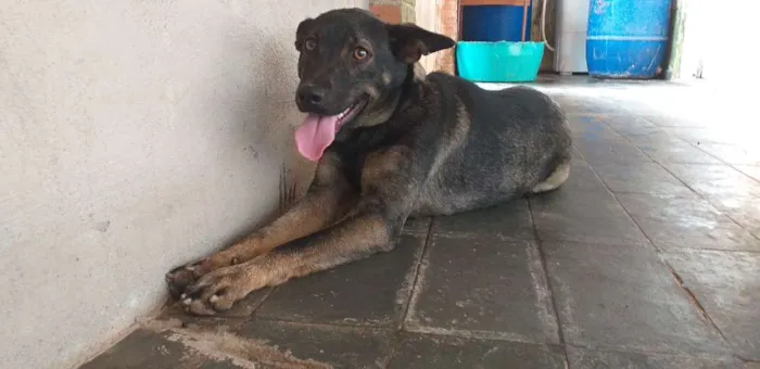 Cachorro ra a SRD-ViraLata idade 7 a 11 meses nome Lysa