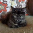 Mel