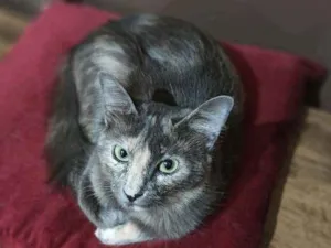 Gato raça Srd idade 7 a 11 meses nome Jade