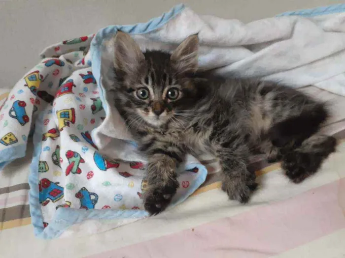 Gato ra a Sem raça  idade Abaixo de 2 meses nome Tigrado