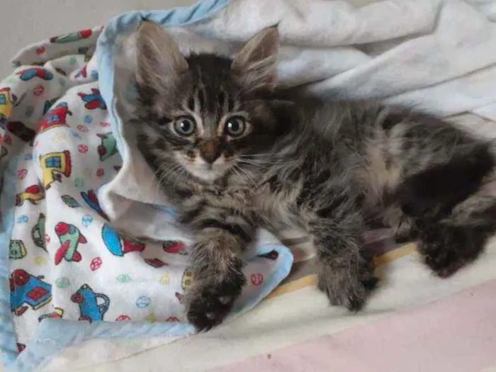 Gato ra a Sem raça  idade Abaixo de 2 meses nome Tigrado