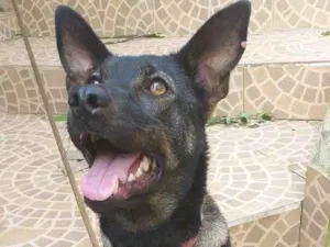 Cachorro raça SRD-ViraLata idade 7 a 11 meses nome Lysa