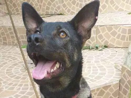 Cachorro ra a SRD-ViraLata idade 7 a 11 meses nome Lysa