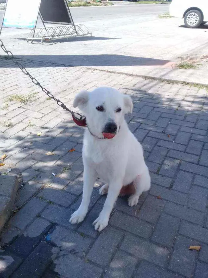 Cachorro ra a Raça indefinida ( vira lata) idade 6 ou mais anos nome Pingo