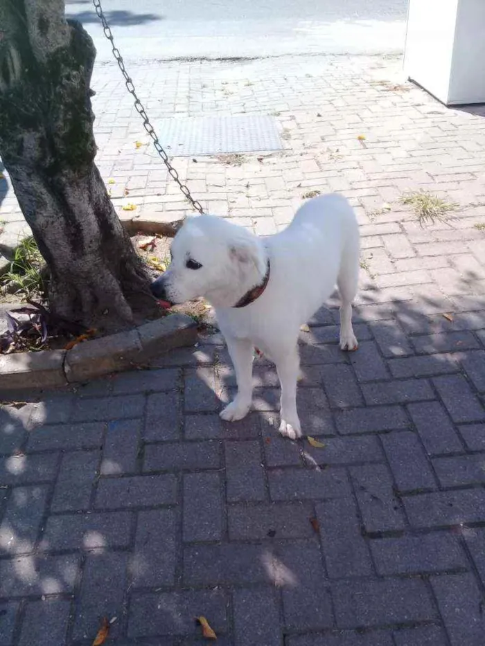 Cachorro ra a Raça indefinida ( vira lata) idade 6 ou mais anos nome Pingo