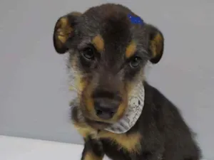 Cachorro raça SRD idade 2 a 6 meses nome Zulu