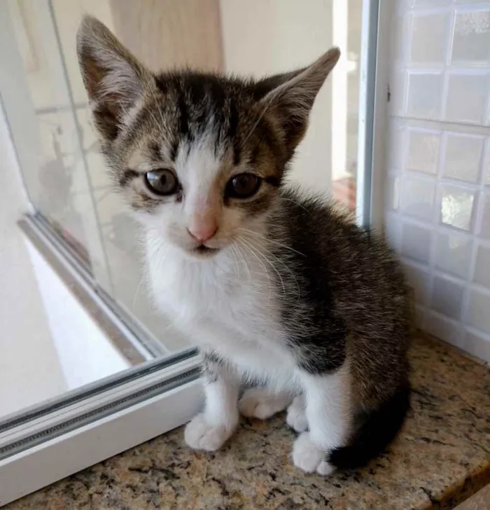 Gato ra a Srd  idade Abaixo de 2 meses nome Pedrinho bb lindo