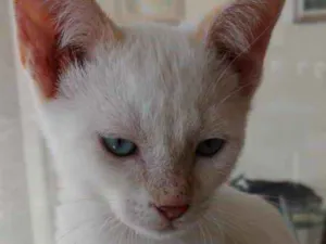 Gato raça Srd idade Abaixo de 2 meses nome Neve lindo bb para a