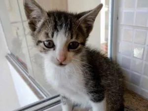 Gato raça Srd  idade Abaixo de 2 meses nome Pedrinho bb lindo