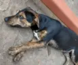 Cachorro raça srd idade  nome Keco