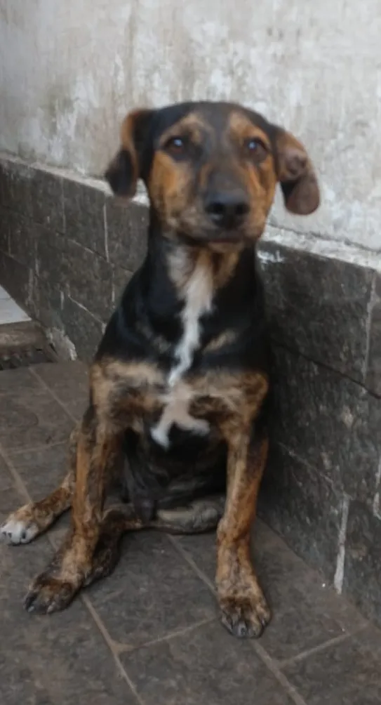 Cachorro raça srd idade  nome Keco