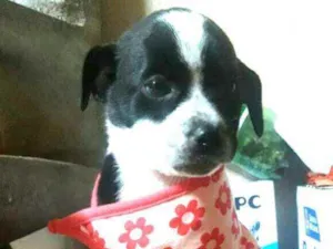 Cachorro raça  idade Abaixo de 2 meses nome Filhotes Sueli 