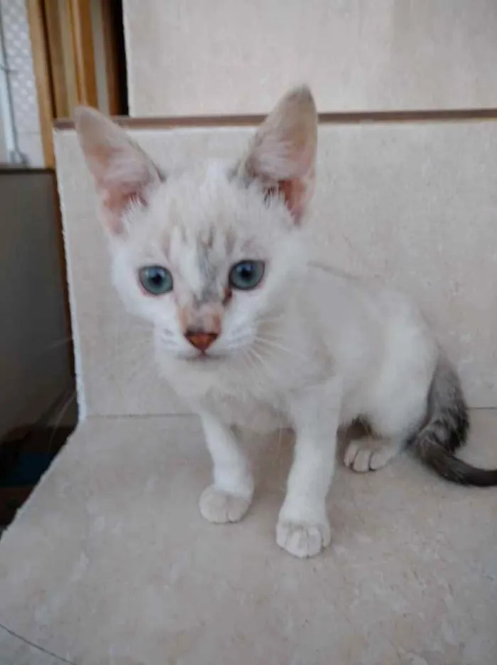 Gato ra a Srd idade Abaixo de 2 meses nome Frufru Linda bb