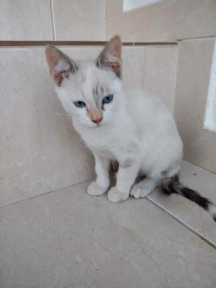 Gato ra a Srd idade Abaixo de 2 meses nome Frufru Linda bb