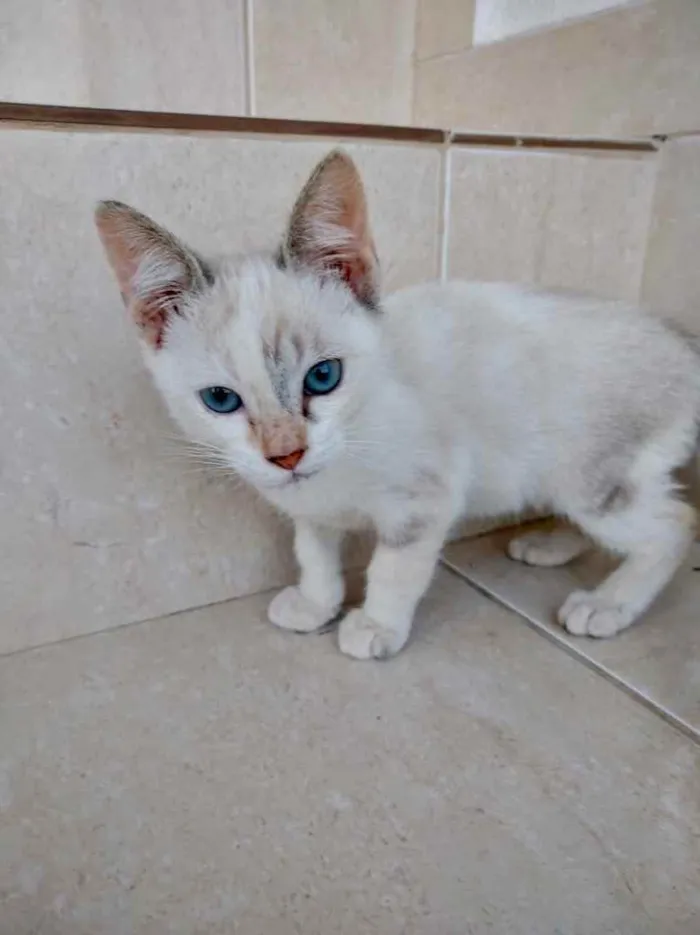 Gato ra a Srd idade Abaixo de 2 meses nome Frufru Linda bb