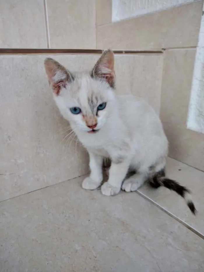 Gato ra a Srd idade Abaixo de 2 meses nome Frufru Linda bb