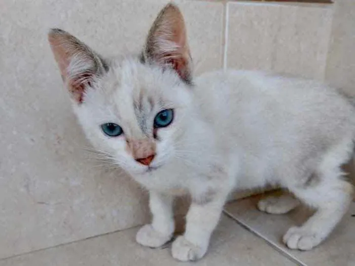 Gato ra a Srd idade Abaixo de 2 meses nome Frufru Linda bb