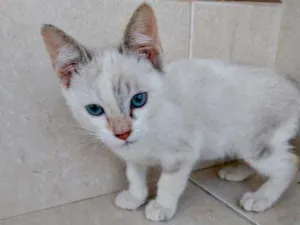 Gato raça Srd idade Abaixo de 2 meses nome Frufru Linda bb 